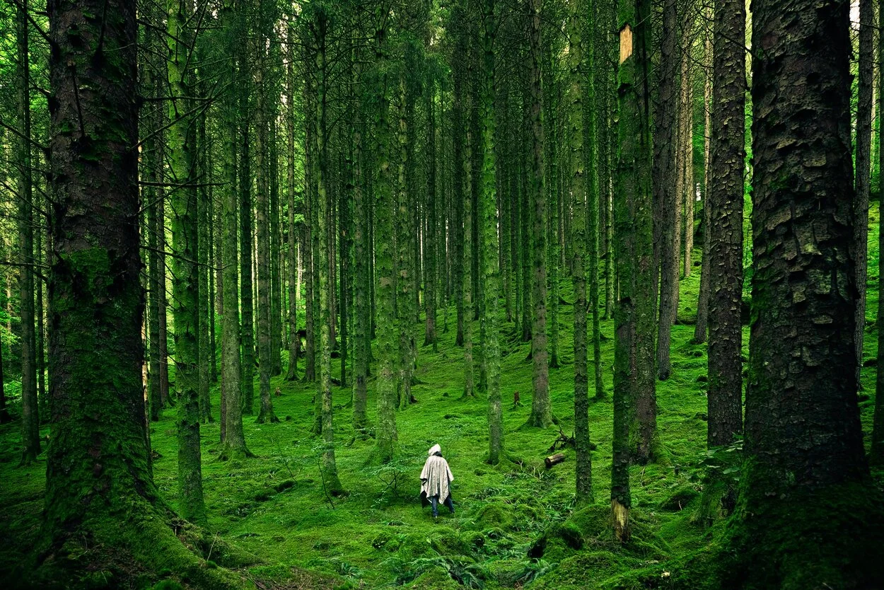 Person walking through forest