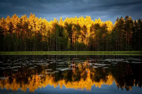 Forest on the edge of the lake