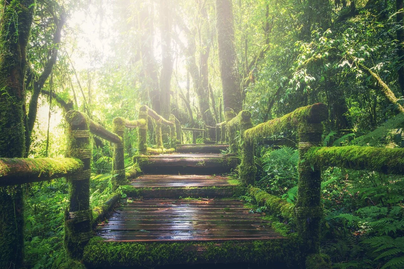 Wooden footboard in green forest