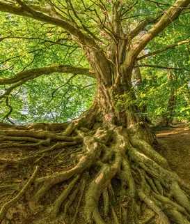 Old big green tree