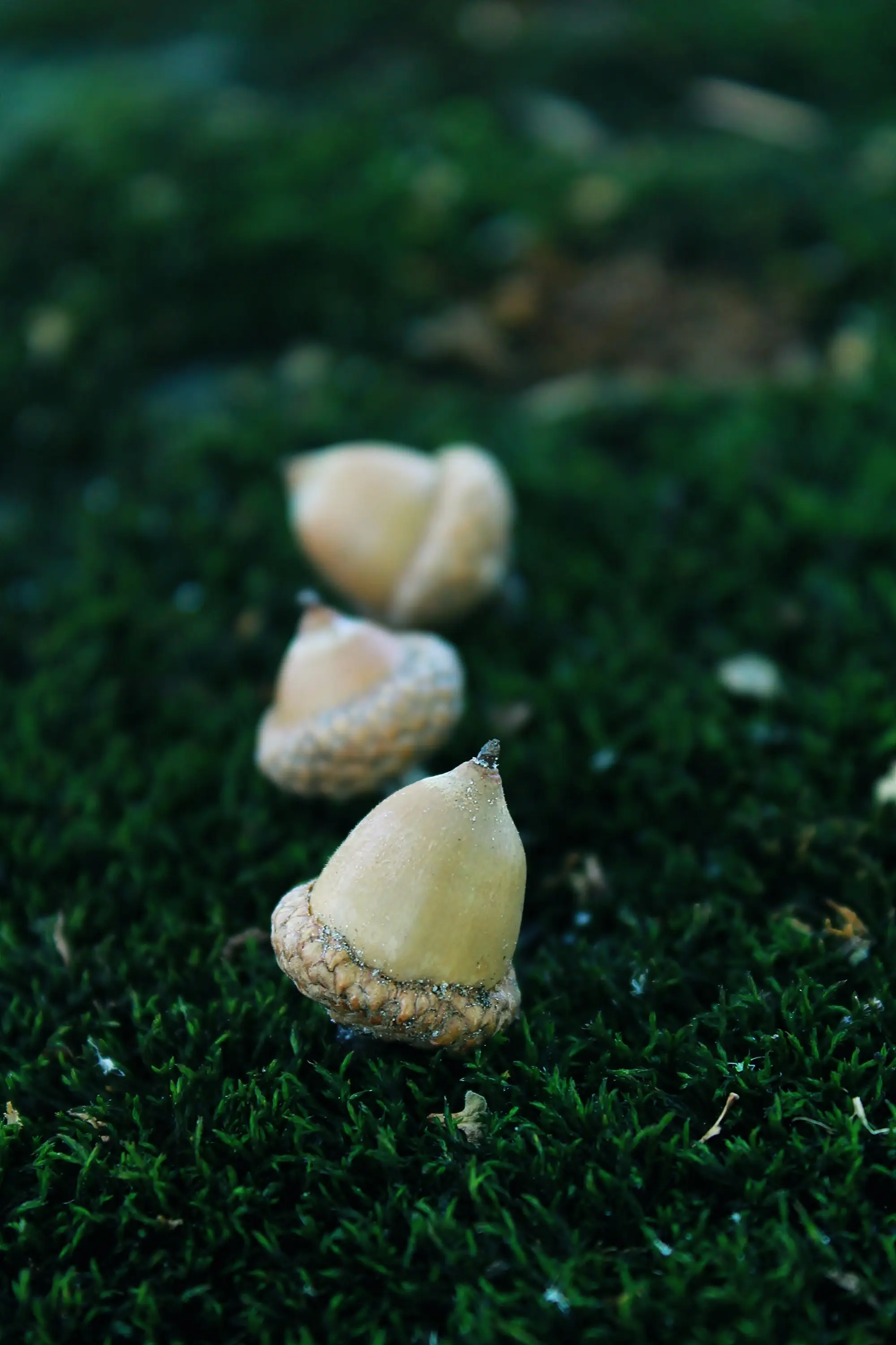 Acorns lying on green moss