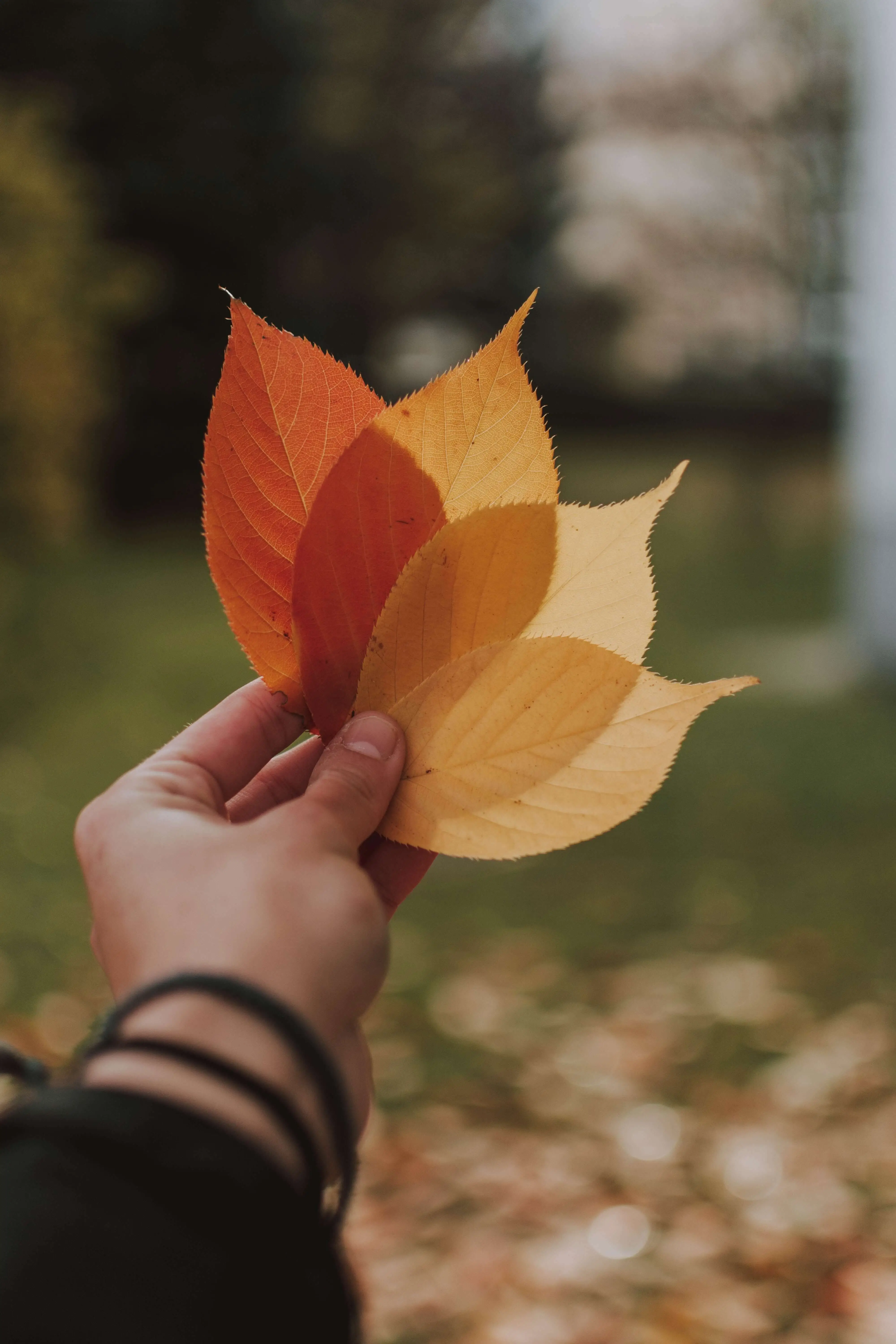 Woman holding three yellow leaves