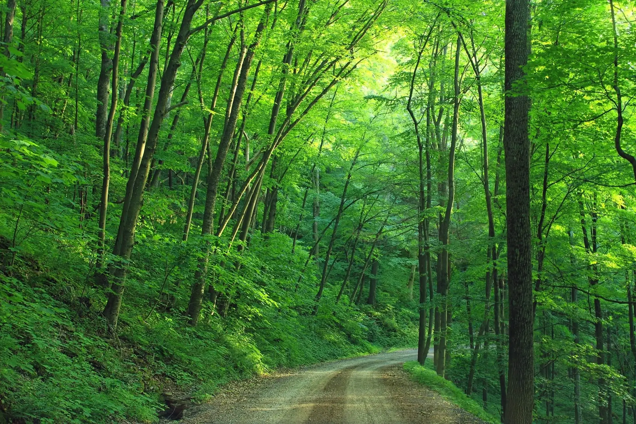 Path in green forest