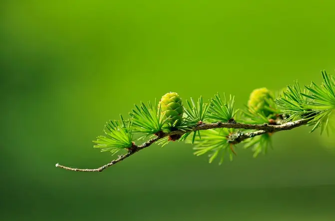 Tree branch with pinecone