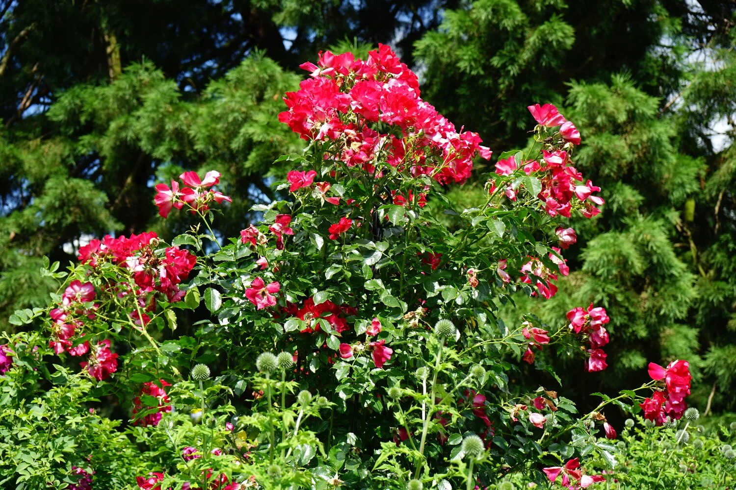 Bush with flowers