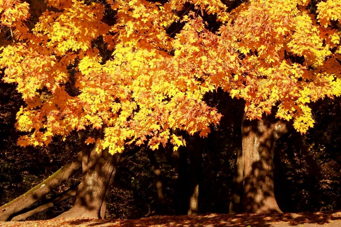 Big tree with yellow leaves