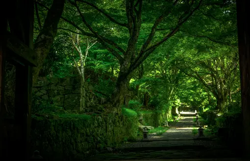 Green alley of big trees