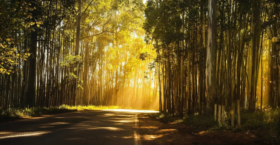 Road in sunny forest